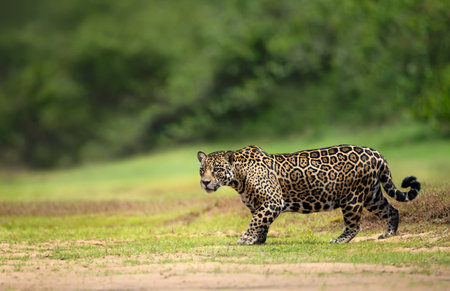 Close-up of a jaguar (Panthera onca) hunting on a river bank, Pantanal, Brazil.の写真素材