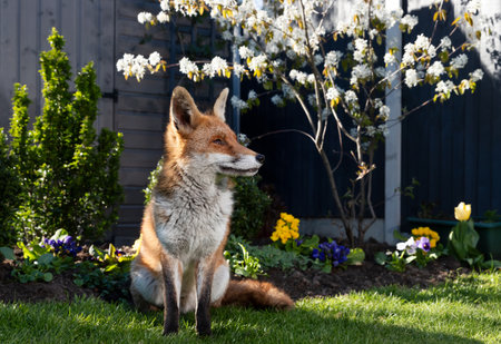 Red fox sitting on green grass in a garden, framed by vibrant spring flowers and a blossoming cherry tree, UKの写真素材