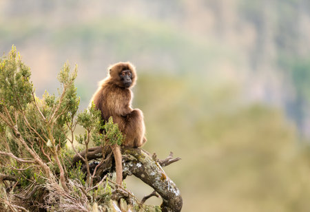 Close-up of a baby gelada monkey sitting on a tree in Ethiopian highlandsの写真素材