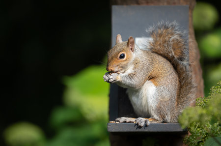 Portrait of a young grey squirrel eating nuts and seeds on a squirrel feeder, UK.の写真素材