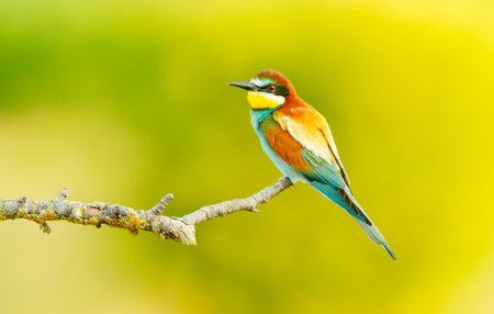 Colorful European bee-eater perched on branch during summer in Bulgariaの写真素材