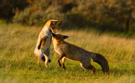 Close-up of two cute playful red fox cubsの写真素材