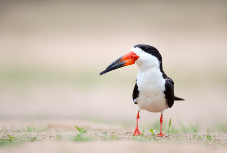 Close-up of a black skimmer on a sandy river bank, Pantanal, Brazil.の写真素材