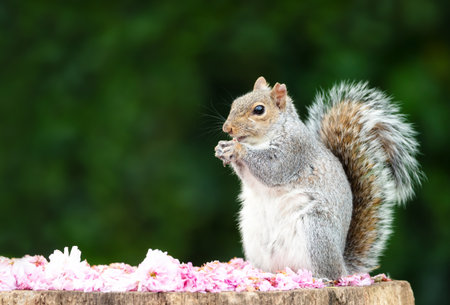 Grey squirrel eating nut on a tree stump covered in cherry blossom petals, UK.の写真素材