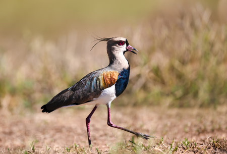 Close-up of a southern lapwing walking in a meadow, Pantanal, Brazil.