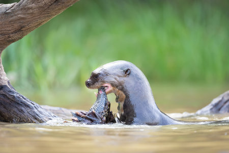Giant otter (Pteronura brasiliensis) eating fish in a river in the Pantanal, Brazil.の写真素材