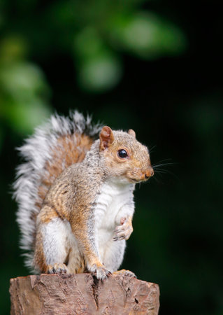Close-up of a curious young Grey squirrel standing on a tree stump, UK.