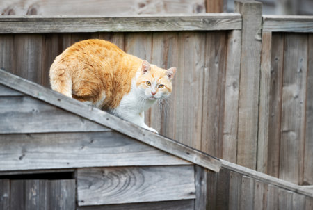 Portrait of a ginger cat sitting on a garden shed roof, UK.の写真素材