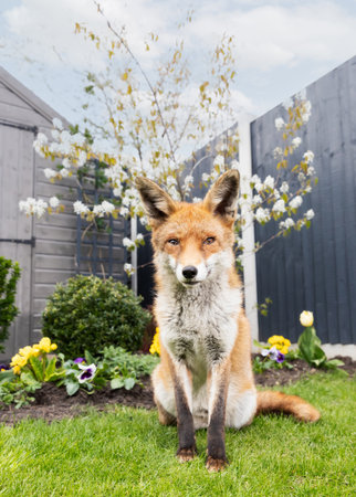 Red fox sitting on green grass in a garden, framed by vibrant spring flowers and a blossoming cherry tree, UKの写真素材