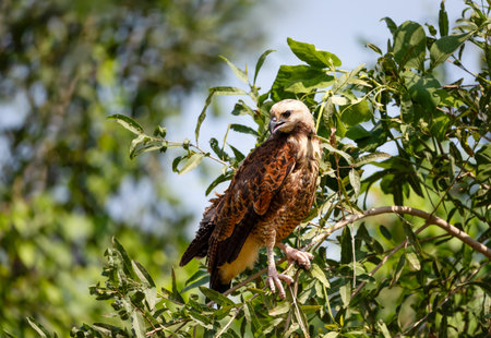 Close-up of a Black-collared hawk perched on a tree branch, Pantanal, Brazil.の写真素材
