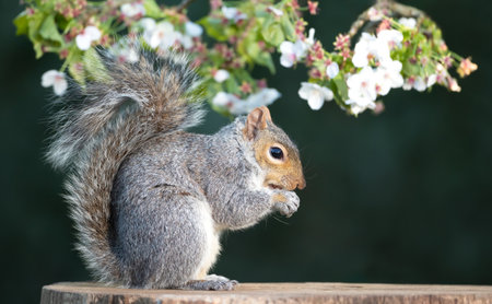 Grey squirrel eating nut on a tree stump with a blossoming cherry tree branch in the background, UK.の写真素材