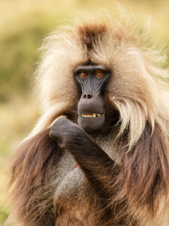 Adult male gelada baboon sitting in grassland in Ethiopian highlandsの写真素材
