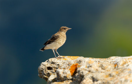 Close-up of a pied wheatear chick perched on a rock, Bulgaria.の写真素材