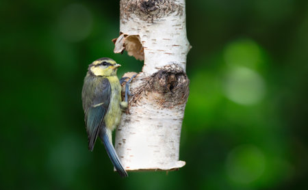 Blue tit chick feeding from suet filled natural bird feeder in a garden, UK.の写真素材