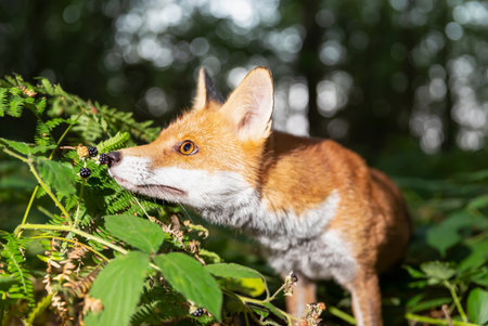 Portrait of a young red fox eating blackberries in a forest, UK.