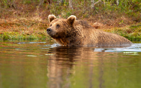 Eurasian brown bear (Ursus arctos arctos) swimming across a quiet forest pondの写真素材
