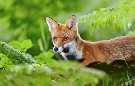Close-up of a playful young red fox standing in a forest, UK.