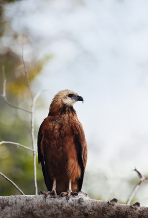 Close-up of a Black-collared hawk perched on a tree branch, Pantanal, Brazil.