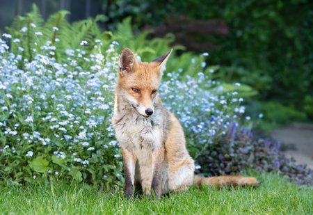 Close-up image of a red fox sitting calmly on green grass in a garden, with blooming forget-me-not...