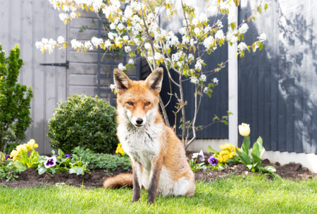 Red fox sitting on green grass in a garden, framed by vibrant spring flowers and a blossoming cherry...