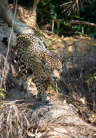 Close-up of a jaguar (Panthera onca) walking on a river bank, Pantanal, Brazil.