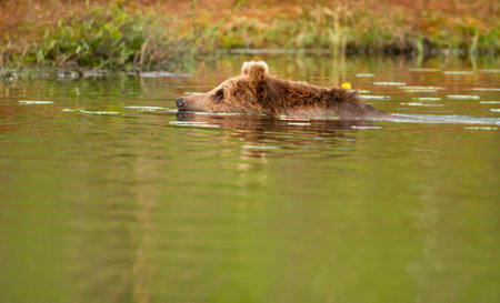Eurasian brown bear (Ursus arctos arctos) swimming across a quiet forest pondの写真素材