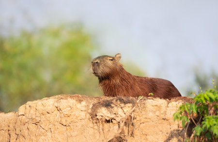 Close-up of a Capybara standing on a river bank in Pantanal, Brazil