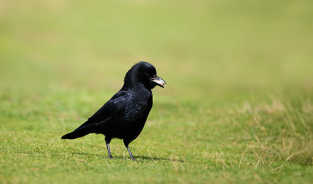 Close-up of a carrion crow feeding on a green grass in a meadow, UK.