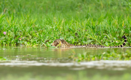 Close-up of a jaguar stalking prey in water in Pantanal, Brazil