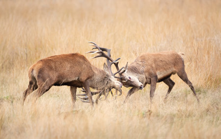 Two powerful red deer stags locking antlers in a fight during the rutting season in autumn, UK.の写真素材