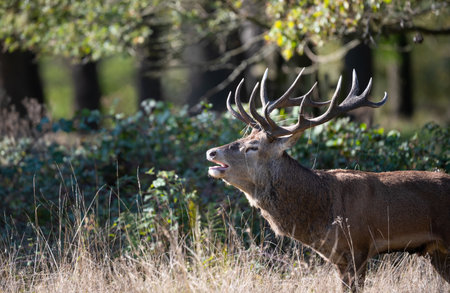 Red deer stag calling during the rut in autumn, UK.