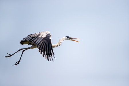 Close-up of a Cocoi heron in flight in Pantanal wetlands, Brazil.
