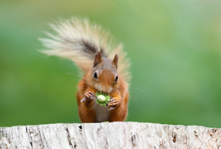 Portrait of a cute red squirrel eating hazelnuts on a tree stump, UK.の写真素材