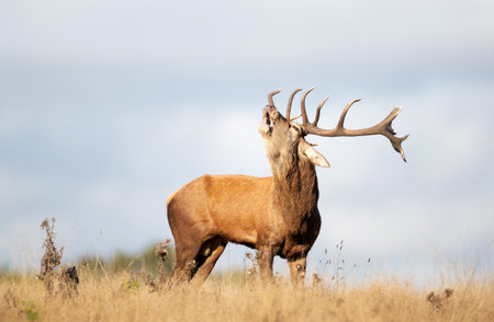 Red deer stag calling during the rut in autumn, UK.の写真素材