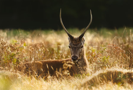 Close-up of a young red deer stag lying in grass in autumn meadow, UK.の写真素材