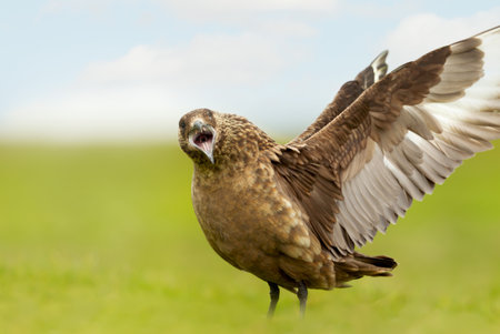 Powerful great skua (Stercorarius skua) standing on coastal grassland with wings spread, calling loudly, UK.の写真素材