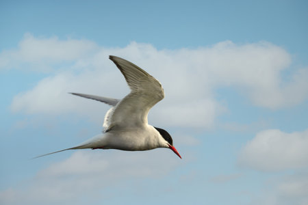 Arctic tern (Sterna paradisaea) in flight with wings raised against a blue sky, UK.
