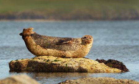 Harbor seal, also known as the common seal (Phoca vitulina), resting on a coastal rock at low tide in Lerwick, Shetland.の写真素材