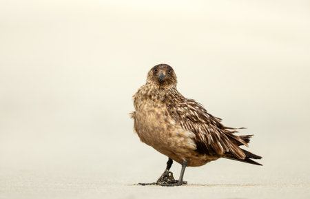 Powerful great skua (Stercorarius skua) standing on a sandy beach, UK.の写真素材