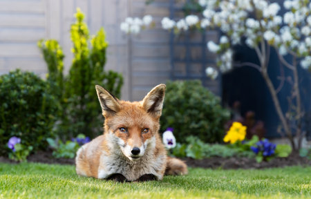 Portrait of a red fox lying on green grass in a garden, framed by vibrant spring flowers and a...