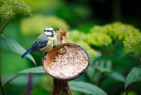 Blue tit juvenile feeding from suet filled coconut bird feeder in a garden, UK.