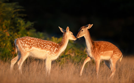 Close-up of two young fallow deer standing in a meadow.