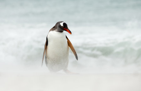 Gentoo penguin standing on a sandy beach surrounded by sea spray and ocean waves, captured on the Falkland islands in its natural habitat.の写真素材