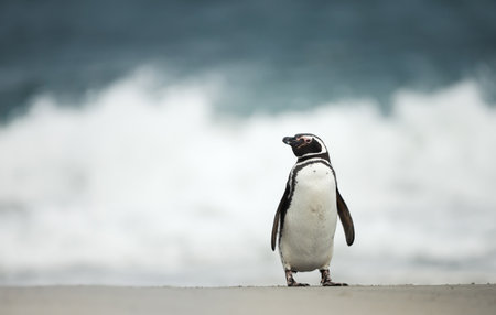Magellanic penguin standing on a beach with ocean waves in the background, Falkland Islands.の写真素材