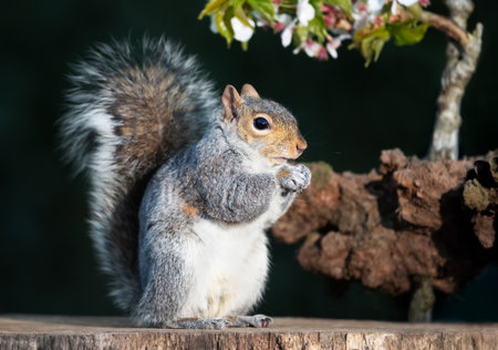 Grey squirrel eating nut on a tree stump with a blossoming cherry tree branch in the background, UK.の写真素材