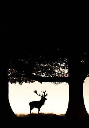 Silhouette of a red deer stag standing next to a tree in a misty field at sunrise, creating an atmospheric wildlife scene, UK.の写真素材