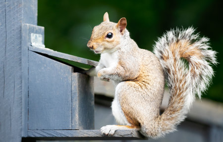 Close-up of a cute grey squirrel standing on a squirrel feeder, UK.