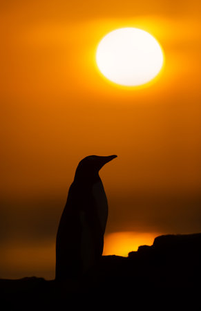Close-up silhouette of a Gentoo penguin at vibrant golden sunrise on the rugged shores of the Falkand Islands.の写真素材