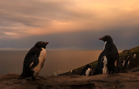 Close-up of two Rockhopper penguins in a colony at sunrise on the rugged shores of the Falkand Islands.の写真素材