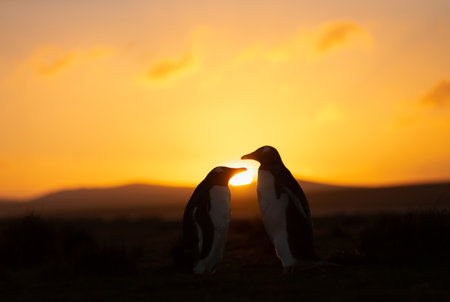 Close-up silhouette of two Gentoo penguins at vibrant golden sunrise on the rugged shores of the Falkand Islands.の写真素材